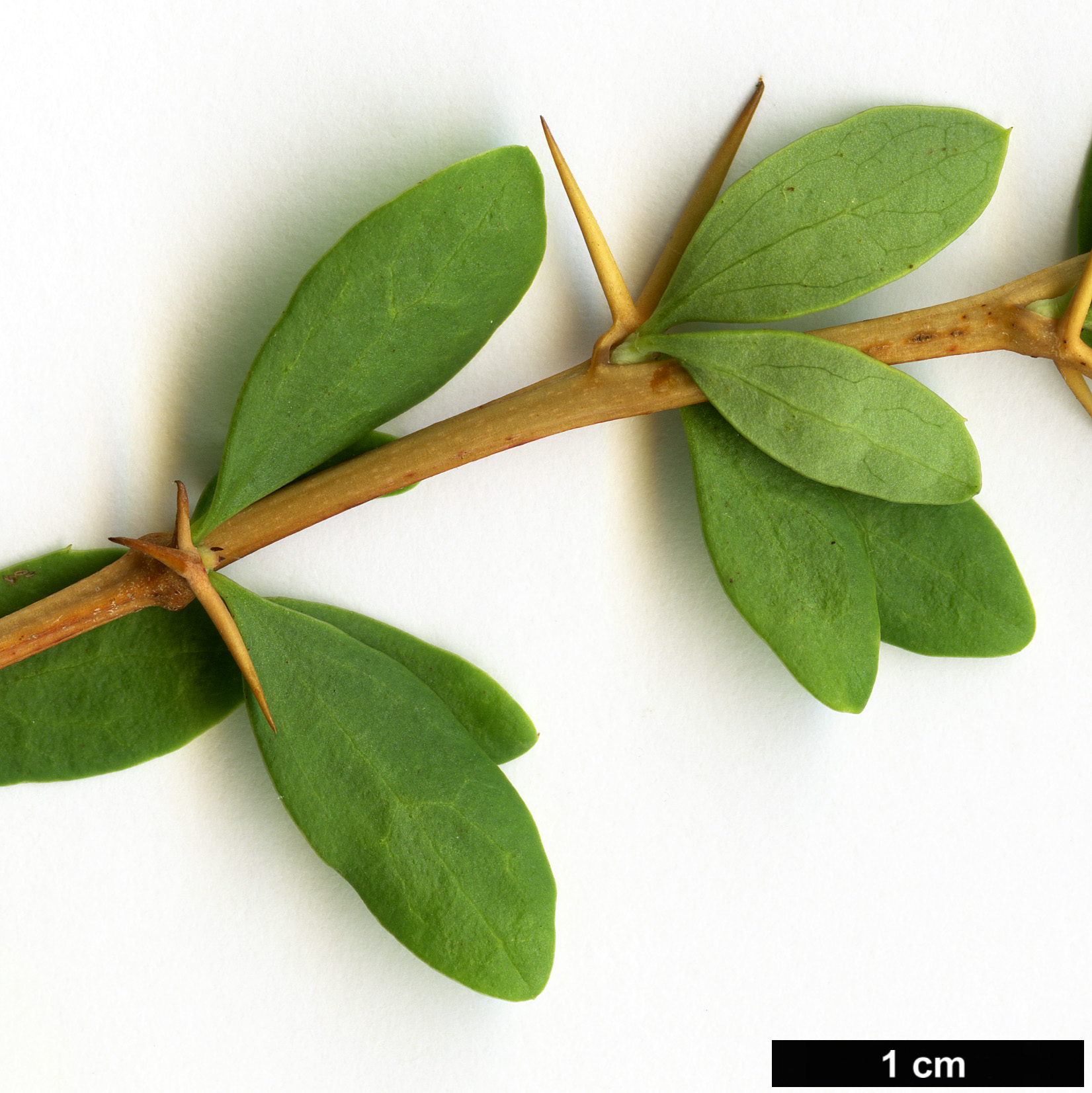 High resolution image: Family: Berberidaceae - Genus: Berberis - Taxon: vulgaris - SpeciesSub: subsp. australis